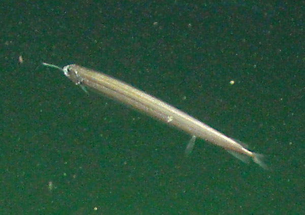 pesce spillo